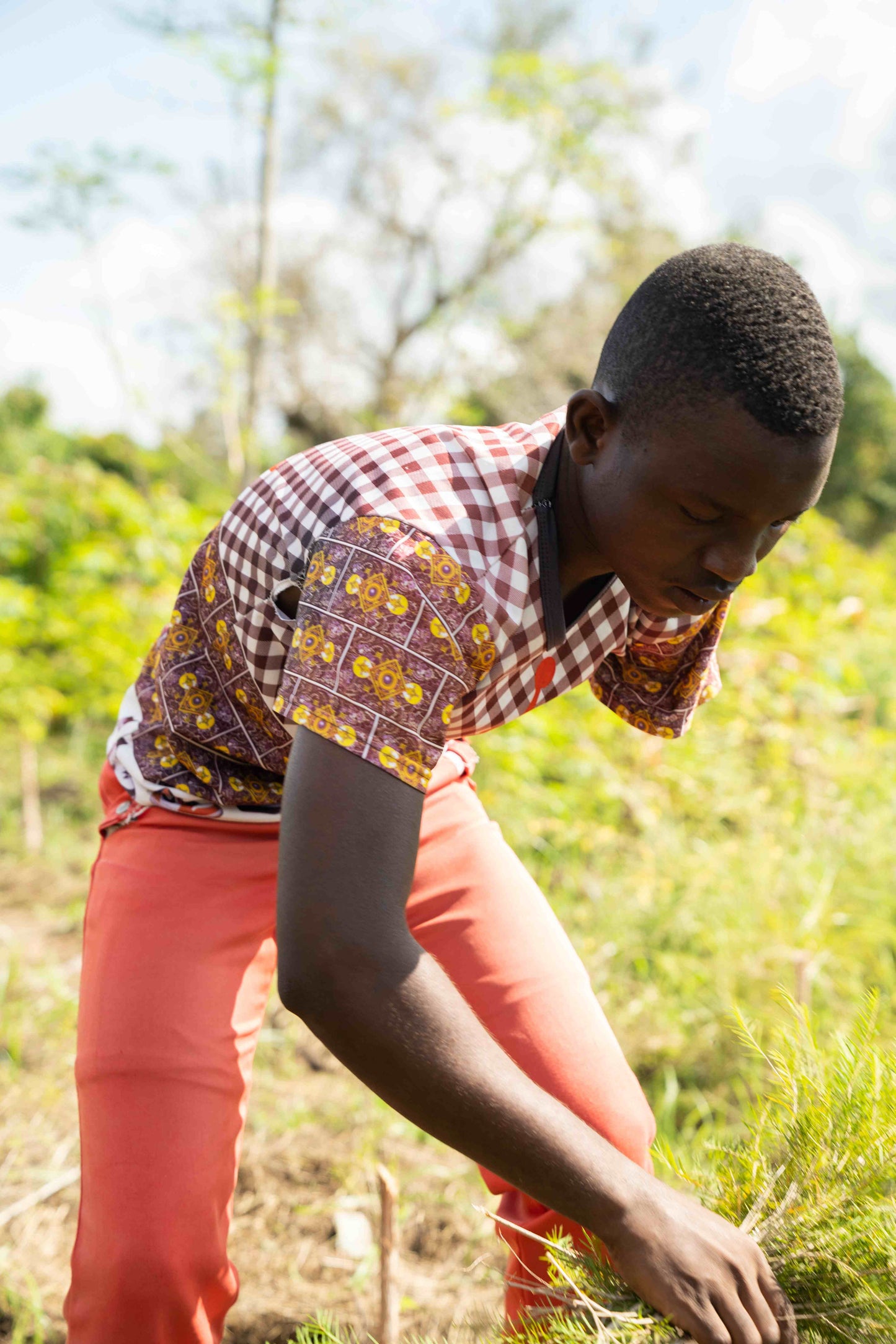 Doterra Teafa (Tea tree) illóolaj 15 ml