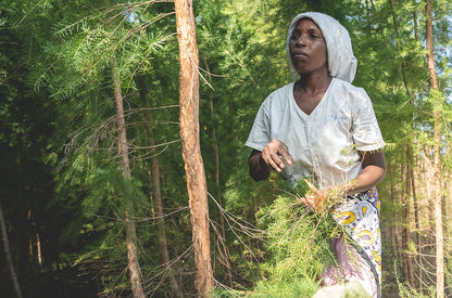 Doterra Teafa (Tea tree) illóolaj 15 ml