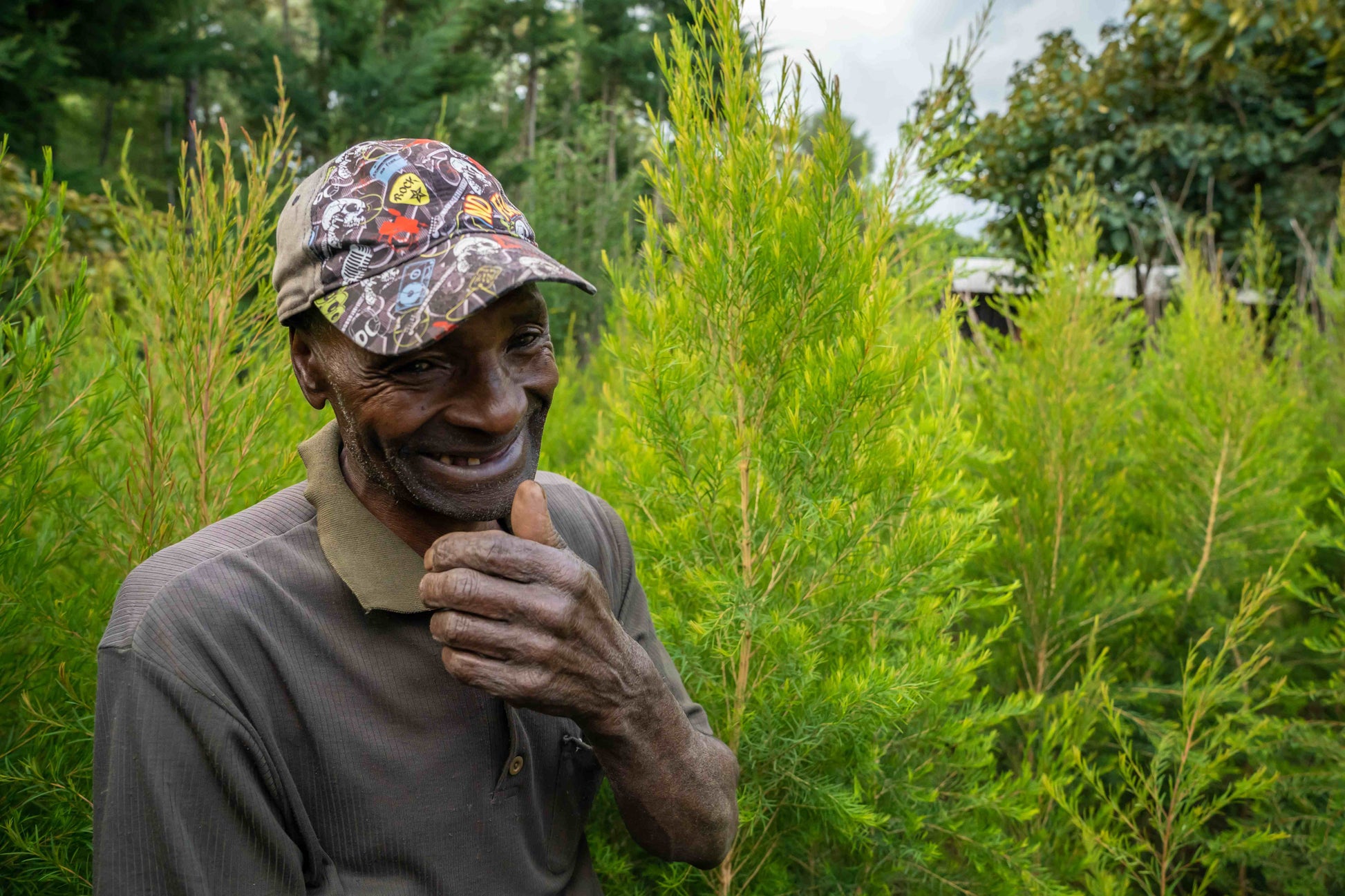 Doterra Teafa (Tea tree) illóolaj 15 ml