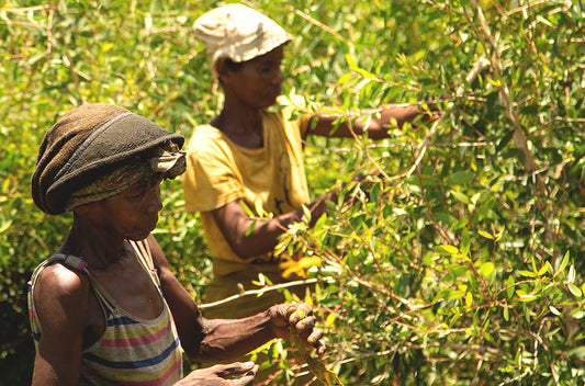 ylang ylang betakarítás