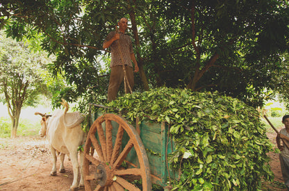 petitgrain betakarítás