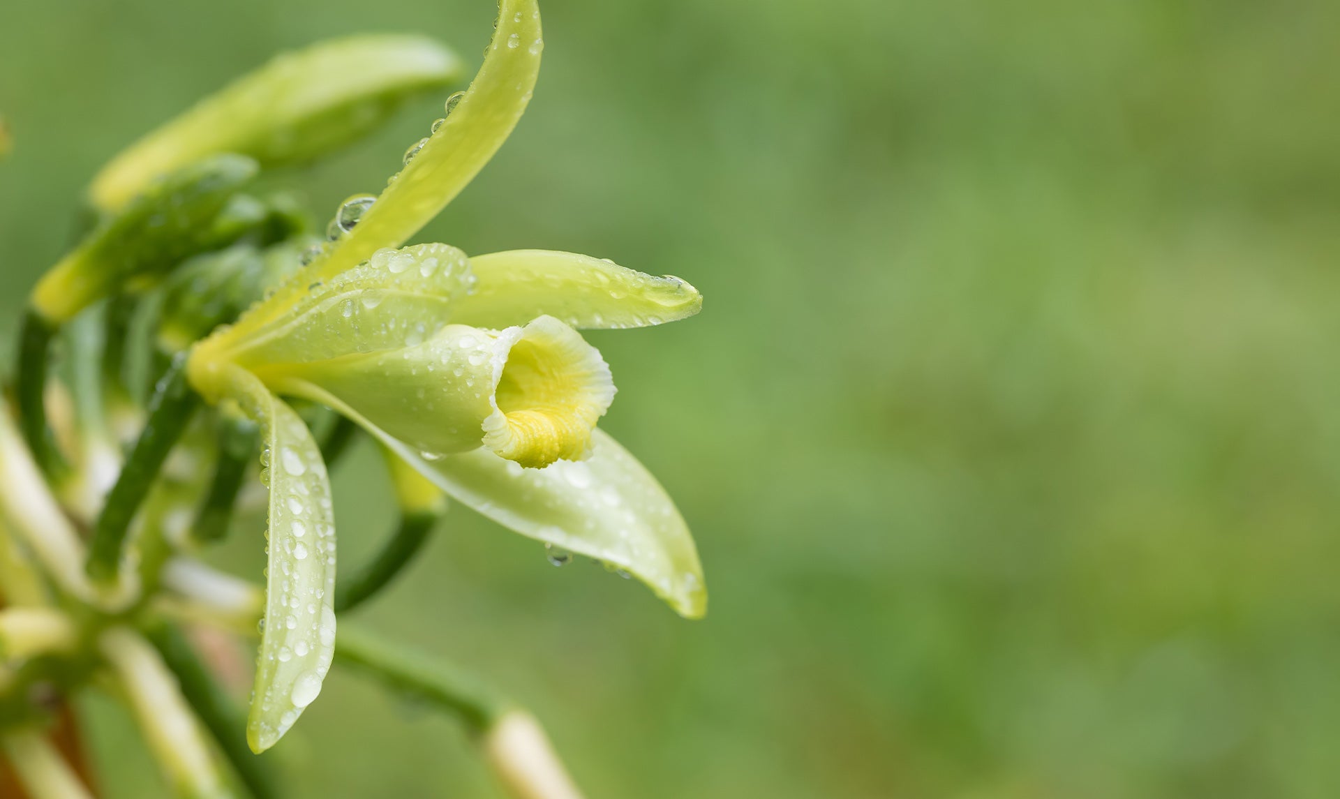 madagascarvanilla sourcing 1920x1145 eu